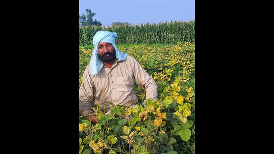 Whitefly scare: Farm experts against cultivating moong to save cotton crop in Malwa