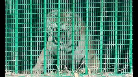 DTR Sanjay Kumar Pathak said the tiger would be relocated after the order from the chief wildlife warden is received. Pathak, however, did not mention the place where the tiger will be released into the wild. He said it would be decided by the CWW. (HT FILE PHOTO)