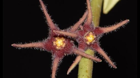 A plant species, Brachystelma attenuatum, which scientists had presumed extinct has been rediscovered in Hamirpur and Mandi districts of Himachal Pradesh after 188 years. (HT PHOTO)