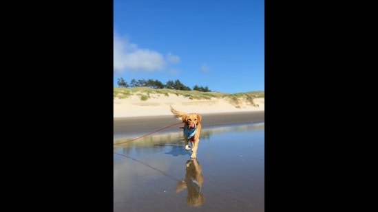The image that shows a Golden Retriever named Archie has been taken from the video posted on Instagram. (Instagram/@scoutgoldenretriever) The image that shows a Golden Retriever named Archie has been taken from the video posted on Instagram. (Instagram/@scoutgoldenretriever)