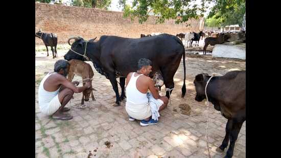 Naini jail inmates taking care of cows at the shelter. (HT Photo) Naini jail inmates taking care of cows at the shelter. (HT Photo)