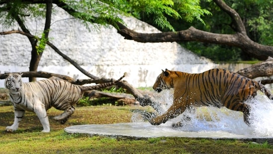 Royal Bengal tigers in a playful mood at Chhatbir Zoo, Chandigarh.