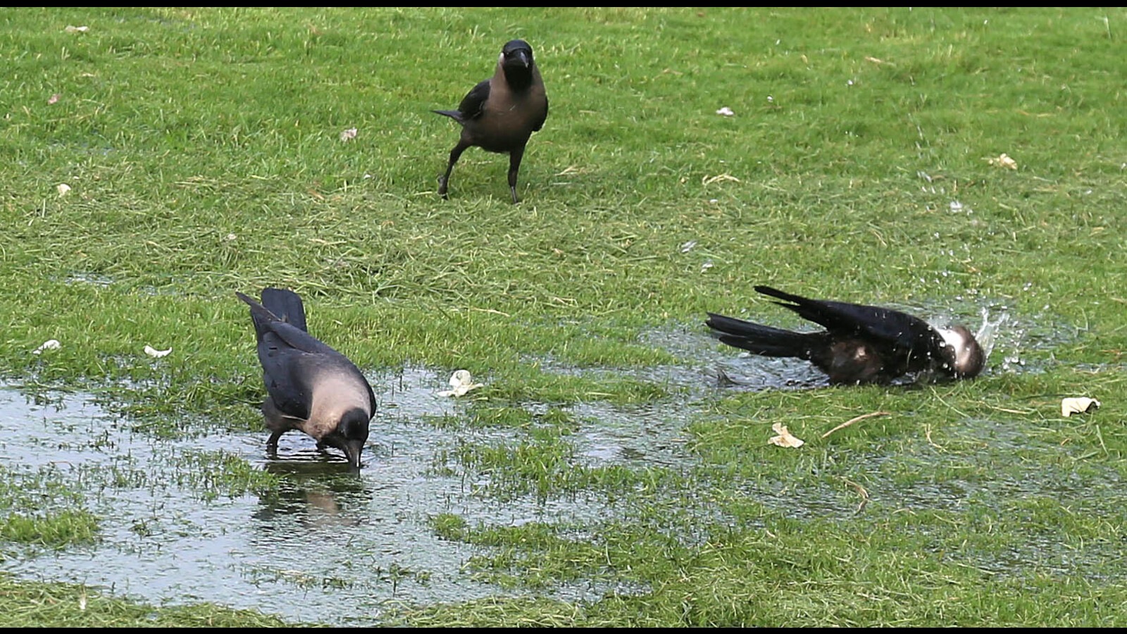 Expect sultry weather in Chandigarh until showers on Thursday
