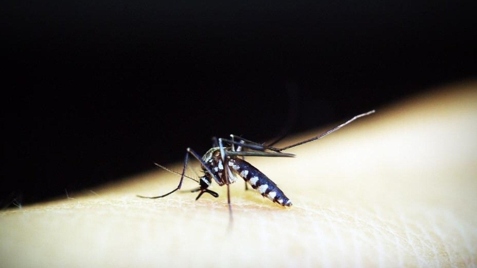 Effective tips to avoid dengue during monsoon