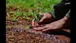 Under the initiative, 6,700 saplings will also be planted in 753 government-run primary and upper primary schools located in 23 development blocks of Prayagraj district. (HT FILE PHOTO/ FOR REPRESENTATION PURPOSE)