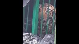 The tiger was captured by the forest department on June 28 from Kheratiya village in the buffer zone area of Dudhwa forest. (file photo)