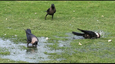 Crows quenching their thirst from a puddle in Chandigarh on a humid Monday evening. (Sanjeev Sharma/HT)