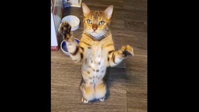 This cat named Stella wishes to be picked up, so she meows.&nbsp; (Reddit/@jamiejo389)