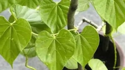 Guduchi/Giloy: Bitter in taste and best for immunity, sugar levels, cough/cold, liver, spleen, etc.(HT File Photo) Guduchi/Giloy: Bitter in taste and best for immunity, sugar levels, cough/cold, liver, spleen, etc.(HT File Photo)