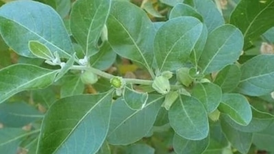 Ashwagandha helps reduce stress, fatigue and improve immunity and insulin sensitivity at the same time. Ashwagandha helps reduce stress, fatigue and improve immunity and insulin sensitivity at the same time.