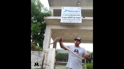 A Wildlife SOS member with a rescued snake. (Sourced) A Wildlife SOS member with a rescued snake. (Sourced)