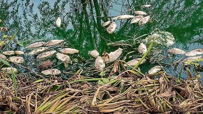 Hundreds of dead fish turn up in Najafgarh drain, DPCC collects water samples (PTI) Hundreds of dead fish turn up in Najafgarh drain, DPCC collects water samples (PTI)
