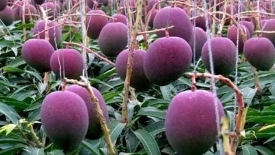 The image of the world's costliest mango was shared by Harsh Goenka on Twitter. (Twitter/@hvgoenka) The image of the world's costliest mango was shared by Harsh Goenka on Twitter. (Twitter/@hvgoenka)