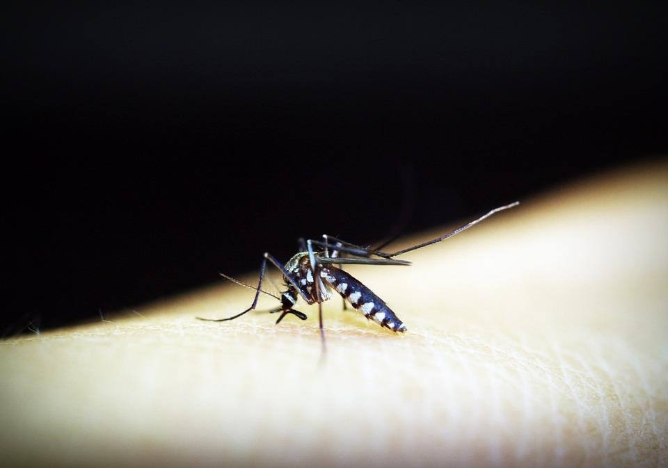 It is best to avoid the disease by keeping a check on mosquito breeding and wearing clothes that fully cover your body so that mosquito bites can be prevented. (Pixabay) It is best to avoid the disease by keeping a check on mosquito breeding and wearing clothes that fully cover your body so that mosquito bites can be prevented. (Pixabay)