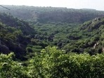 For several years now, compensatory afforestation has been a challenge for both project developers and the environment ministry. (File Photo) For several years now, compensatory afforestation has been a challenge for both project developers and the environment ministry. (File Photo)