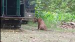 The tiger was captured late last month. (Sourced) The tiger was captured late last month. (Sourced)