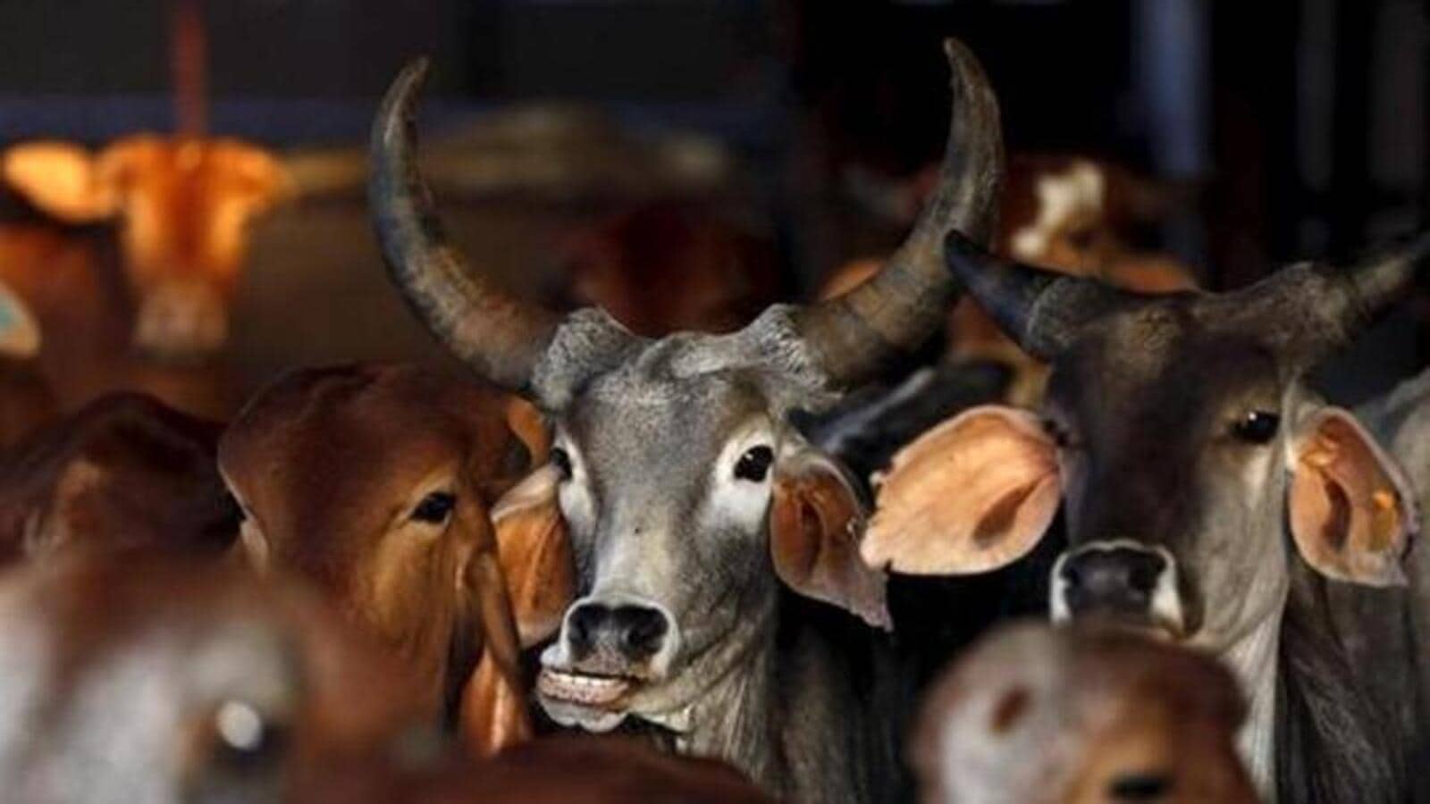 Reverse zoonosis': ICMR to launch study into human-to-cattle TB infections  | Latest News India - Hindustan Times