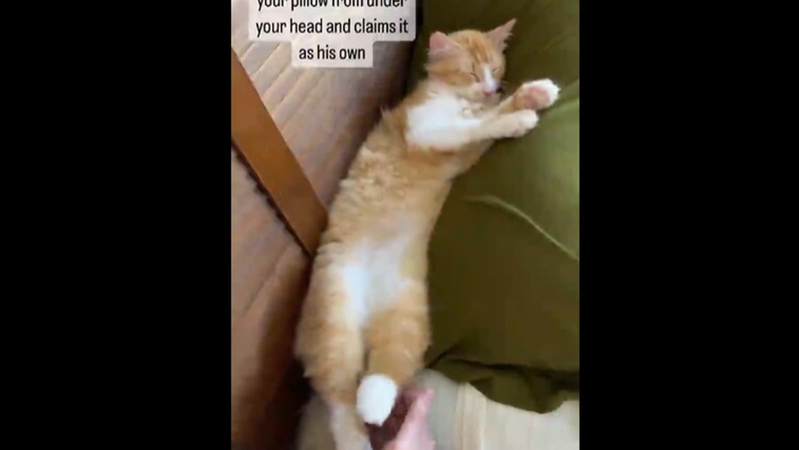 CATS will make you LAUGH YOUR HEAD OFF - Funny CAT compilation - Cool & Fun