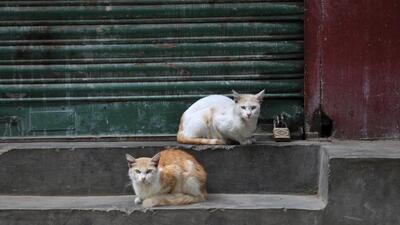 After two failed attempts, Pune Municipal Corporation (PMC) has decided to once again float a fresh tender for cat sterilisation project after the last year’s plan did not take off due to the Covid situation (FILE PHOTO) After two failed attempts, Pune Municipal Corporation (PMC) has decided to once again float a fresh tender for cat sterilisation project after the last year’s plan did not take off due to the Covid situation (FILE PHOTO)