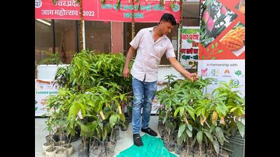 Aftab Ahmed with the dwarf saplings (HT Photo)