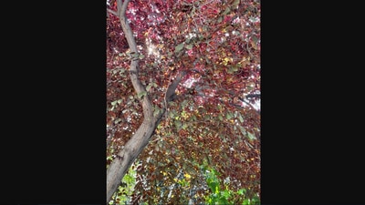 The picture has a cat hidden in plain site. Did you spot it? (Twitter/@Thereisnocat_)