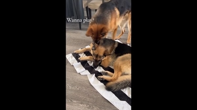 The image has been taken from a dog video involving two German Shepherds. (Instagram/@official_axel_gsd) The image has been taken from a dog video involving two German Shepherds. (Instagram/@official_axel_gsd)