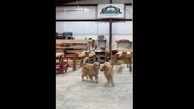 The golden retriever dogs from the same litter had a reunion after many years. (scoutgoldenretriever/Instagram) The golden retriever dogs from the same litter had a reunion after many years. (scoutgoldenretriever/Instagram)