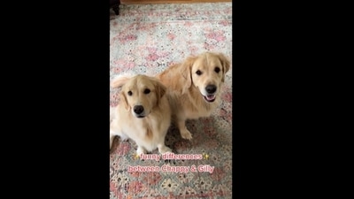 The human showed how his two golden retriever dogs are different and it's hilarious to watch. (golden_chappy/Instagram ) The human showed how his two golden retriever dogs are different and it's hilarious to watch. (golden_chappy/Instagram )