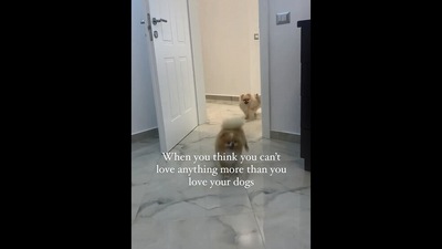The image, taken from the viral Instagram video, shows the dogs who had a cute pup. (Instagram/@mellotheteacup)