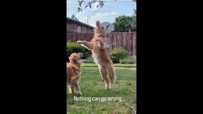 The image has been taken from the video posted on Instagram. (Instagram/@sadie.and.tucker) The image has been taken from the video posted on Instagram. (Instagram/@sadie.and.tucker)