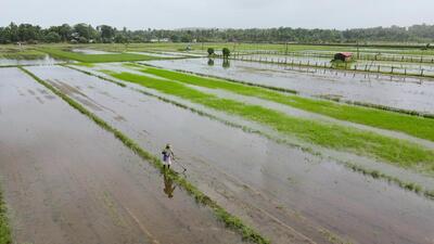 A farmer works in a partially flooded field after a heavy bout of rainfall in Maharashtra. (ANI Photo)