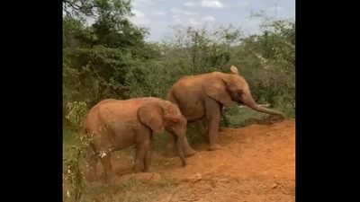 The extroverted and introverted elephant play together in this video. (Instagram/@sheldricktrust) The extroverted and introverted elephant play together in this video. (Instagram/@sheldricktrust)