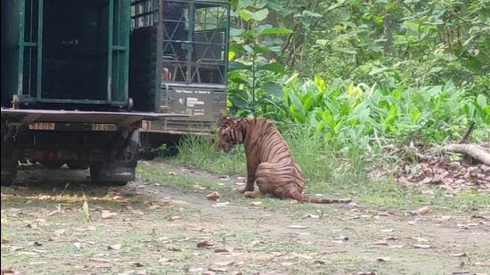 The tiger was captured late last month. (Sourced) The tiger was captured late last month. (Sourced)