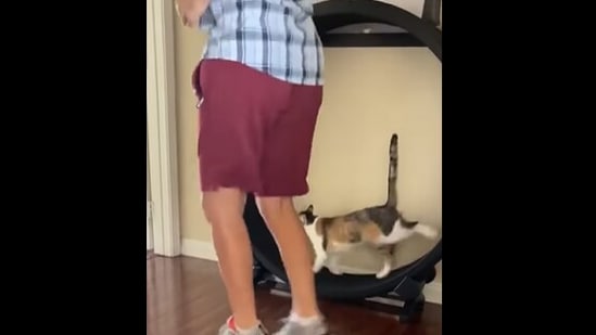 The cat works out with its mom in the morning in this video. (Instagram/@thetwocrazycatladies)
