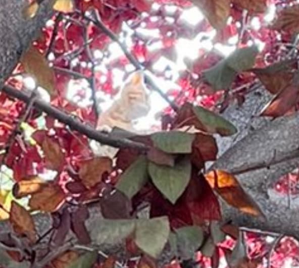 The image shows where the cat is hiding. (Twitter/@MOG_0001) The image shows where the cat is hiding. (Twitter/@MOG_0001)