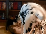 The image, taken from the viral Reddit video, shows the dog with the foster cat.