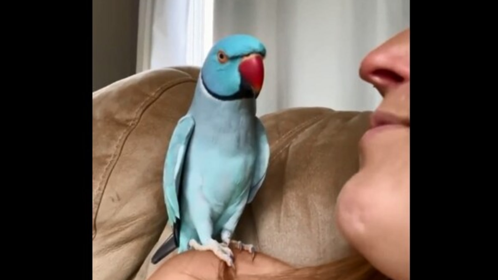 cutest parrot