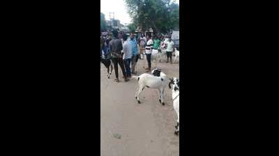A handful of goat sellers active in the market (HT Photo)