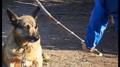Instances of cruelty toward dogs continues to rise in the city, as a recent incident saw a man mercilessly beat a dog with an iron pipe at Delhi’s Paschim Vihar. (Photo:Shutterstock) Instances of cruelty toward dogs continues to rise in the city, as a recent incident saw a man mercilessly beat a dog with an iron pipe at Delhi’s Paschim Vihar. (Photo:Shutterstock)