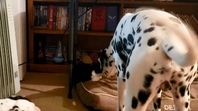 The image, taken from the viral Reddit video, shows the dog with the foster cat. (Reddit/@phishezrule)