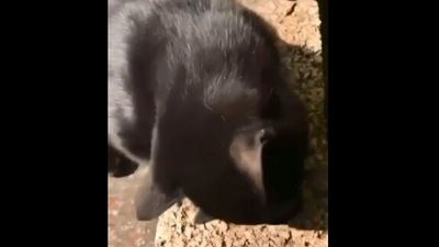 The image, taken from the viral Reddit video, shows the cat trying to get the set of keys. (Reddit/@Nightstar95)
