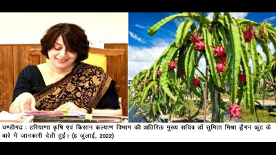 Haryana to give  ₹1.20 lakh per acre grant for dragon fruit cultivation