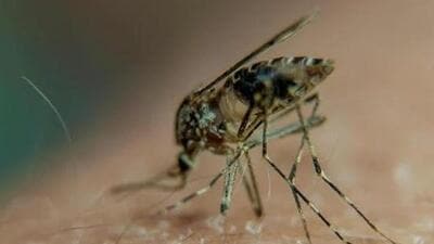 The Centre in Puducherry, which is the only institute to offer a master’s degree in public health entomology. (File image)