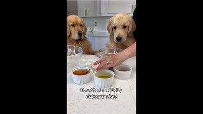 The image showing two dogs behind the kitchen counter has been taken from the video shared on Instagram. (Instagram/@lifeofsterlingnewton) The image showing two dogs behind the kitchen counter has been taken from the video shared on Instagram. (Instagram/@lifeofsterlingnewton)