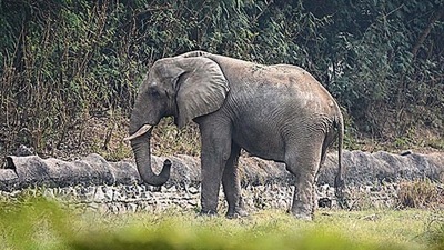 African elephant Shankar (HT photo) African elephant Shankar (HT photo)
