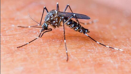 Anti-larvae wing of Ludhiana health department had found mosquito larvae from different areas while inspection. The dengue larvae were destroyed on the spot by spraying chemicals. (HT FILE)