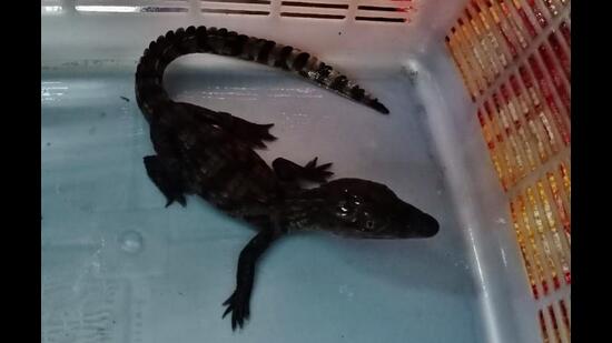The baby crocodile that was rescued from a well in Thane on Wednesday. (HT PHOTO)