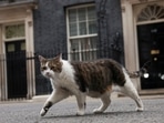 Larry the cat walks outside of 10 Downing Street in London, on July 7, 2022.&nbsp;