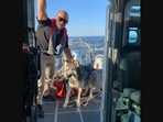 The image shows the Siberian husky that was rescued and reunited with its human.