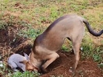 The image, taken from the Reddit video, shows the dog and the bunny.